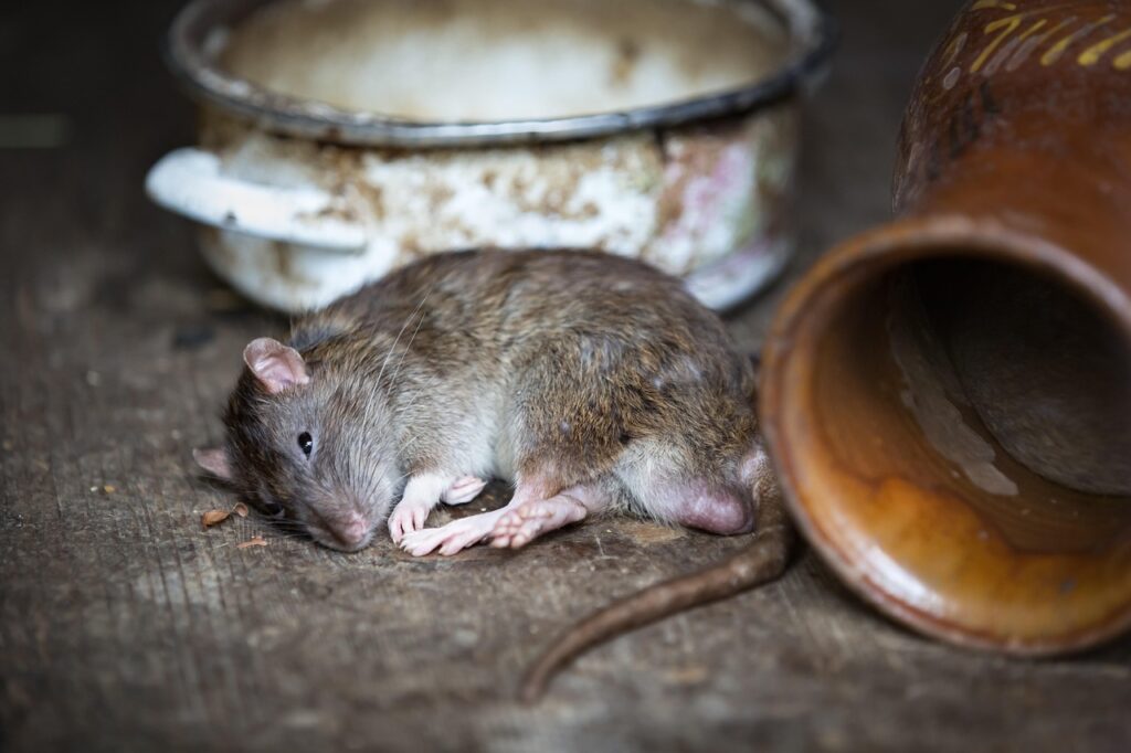Rat Control Delta Effective Strategies for Urban Pest Management